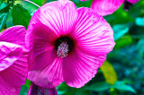 090720- Her  Daddys  Hibiscus