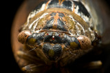 090904-232.  Cicada, full frame