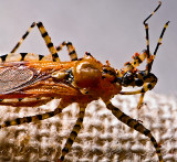 090911-050- 50% crop   16 MM  Pselliopus genus, Assassin Bug