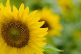 060626-sunflower-2-061.jpg