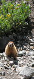 A marmot poses.