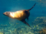 Female Sea Lion checking out the camera