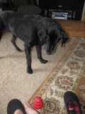 Waiting for me to foot the Kong