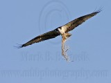 Osprey - Transporting nest material: grass stems