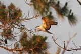 _MG_2248 Osprey.jpg