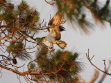 _MG_2249 Osprey.jpg