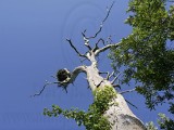 _MG_3381 Osprey.jpg