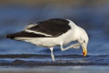 _MG_5018 Kelp Gull.jpg