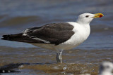 _MG_2394 Kelp Gull.jpg