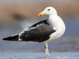 _MG_3409 Kelp Gull.jpg