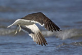 _MG_3918 Kelp Gull.jpg