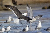 _MG_3943 Kelp Gull.jpg