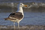 _MG_4884 Kelp Gull.jpg