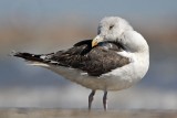 _MG_1704 Great Black-backed Gull.jpg