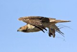 _MG_8288 Red-tailed Hawk & Western Diamondback Rattlesnake.jpg