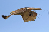 _MG_8289 Red-tailed Hawk & Western Diamondback Rattlesnake.jpg