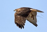 _MG_8292 Red-tailed Hawk & Western Diamondback Rattlesnake.jpg