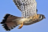 _MG_8345 American Kestrel.jpg