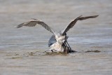 _MG_4781 Reddish Egret.jpg