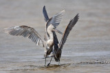 _MG_4787 Reddish Egret.jpg