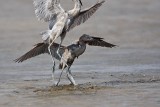 _MG_4788 Reddish Egret.jpg