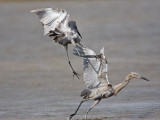 _MG_4789 Reddish Egret.jpg