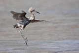 _MG_4794 Reddish Egret.jpg