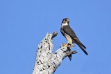 _MG_3937 Merlin.jpg