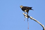 _MG_4077 Merlin.jpg