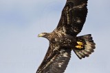 _MG_0112 Bald Eagle.jpg