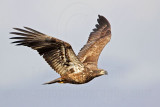 _MG_0217 Bald Eagle.jpg