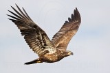 _MG_0222 Bald Eagle.jpg