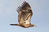 _MG_0238 Bald Eagle.jpg