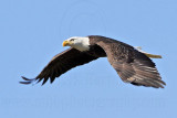 _MG_0330 Bald Eagle.jpg