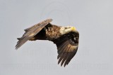_MG_0346 Bald Eagle.jpg
