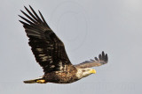 _MG_0347 Bald Eagle.jpg