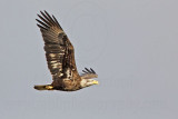 _MG_0349 Bald Eagle.jpg