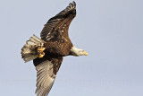 _MG_0391 Bald Eagle.jpg