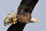 _MG_0392 Bald Eagle.jpg