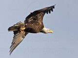 _MG_0393 Bald Eagle.jpg