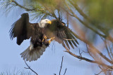 _MG_0437 Bald Eagle.jpg
