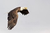 _MG_0456 Bald Eagle.jpg