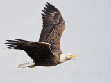 _MG_0457 Bald Eagle.jpg