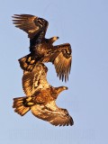 _MG_3753 Bald Eagle.jpg