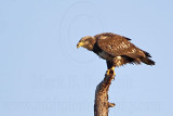 _MG_4024 Bald Eagle.jpg