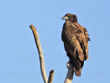 _MG_4671 Bald Eagle.jpg
