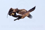 _MG_4691 Bald Eagle.jpg