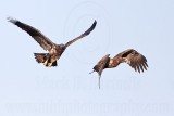 _MG_4692 Bald Eagle.jpg