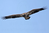 _MG_5172 Bald Eagle.jpg