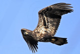 _MG_5185 Bald Eagle.jpg